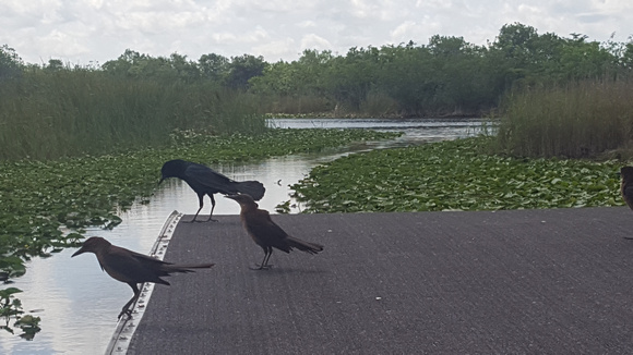 Boat Tailed Grackles EHP (4)