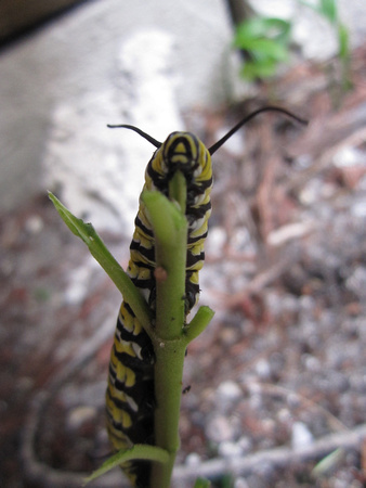 Monarch Caterpillar 5_10 (20)