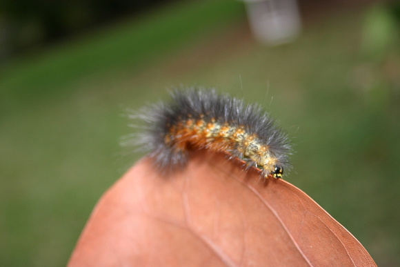 Caterpillar 4_10_10 (16)