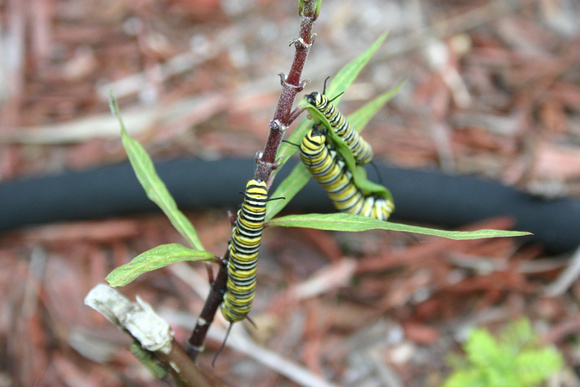 Monarch Caterpillar 5_10 (71)