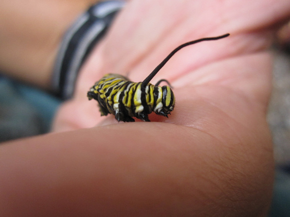 Monarch Caterpillar 5_10 (41)