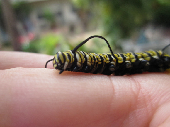 Monarch Caterpillar 5_10 (29)