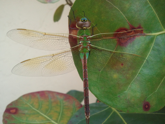 Dragonfly 2012-02-09 10.18.20