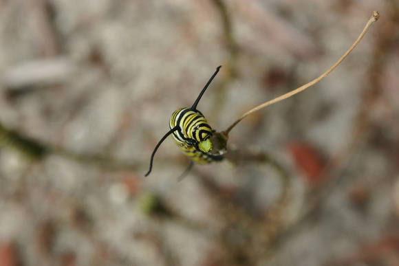Monarch Caterpillar 5_10 (52)