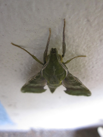 Moth 3_8_13 (4)