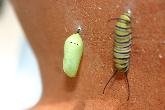 Monarch Caterpillar 5_10 (61)
