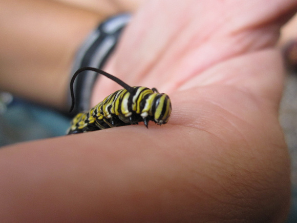 Monarch Caterpillar 5_10 (40)