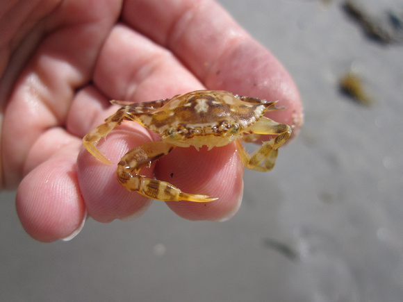 Sargassum Crab (4)