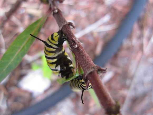 Monarch Caterpillar 5_10 (9)