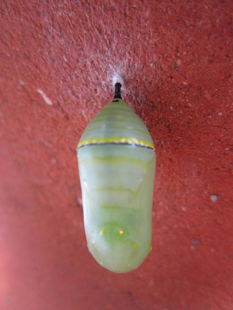 Monarch Caterpillar 5_10 (33)