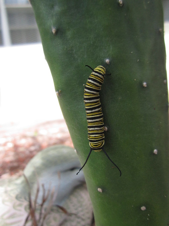 Monarch Caterpillar 5_10 (24)