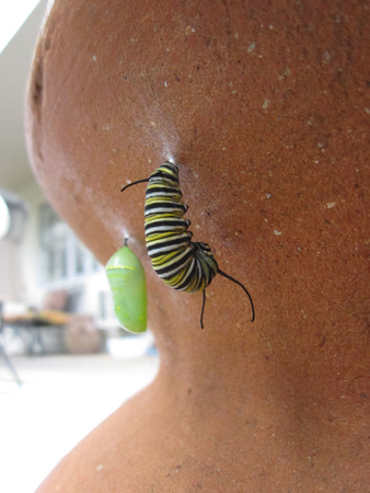 Monarch Caterpillar 5_10 (50)