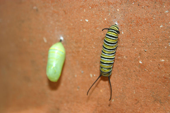 Monarch Caterpillar 5_10 (65)
