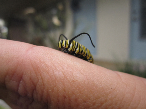 Monarch Caterpillar 5_10 (45)