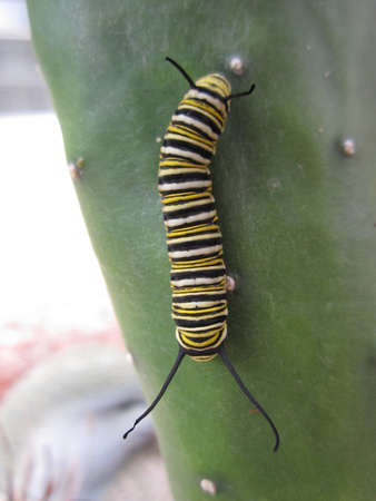 Monarch Caterpillar 5_10 (26)