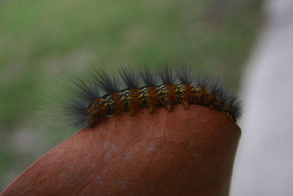 Caterpillar 4_10_10 (6)