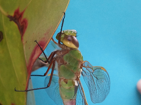 Dragonfly 2012-02-09 15.41.09