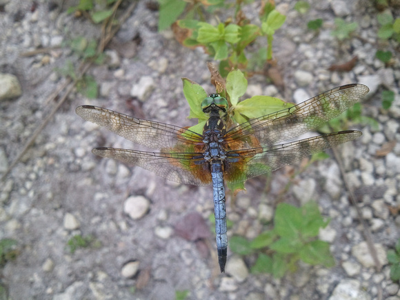 Blue Dasher Dragonfly 9_16_11 (6)
