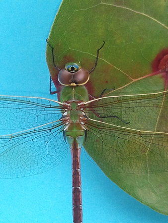 Dragonfly 2012-02-09 15.42.00