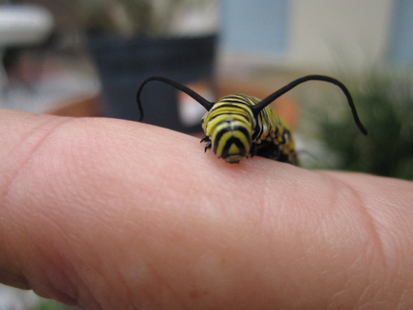 Monarch Caterpillar 5_10 (43)