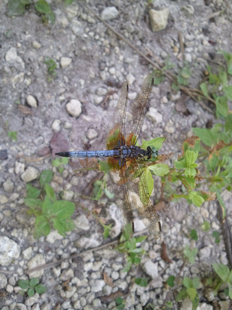 Blue Dasher Dragonfly 9_16_11 (4)