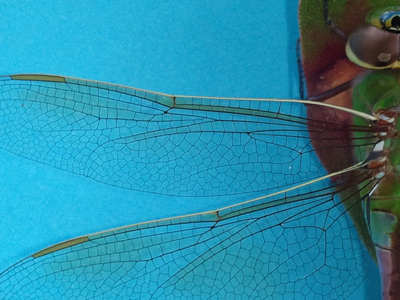 Dragonfly 2012-02-09 15.41.46