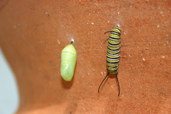 Monarch Caterpillar 5_10 (62)