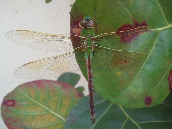 Dragonfly 2012-02-09 10.18.33
