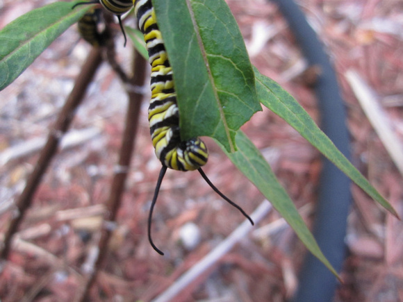 Monarch Caterpillar 5_10 (18)