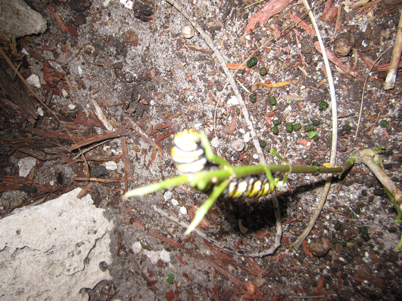 Monarch Caterpillar 5_10 (1)