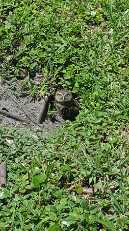 Burrowing Owl 6_17_17 (4)