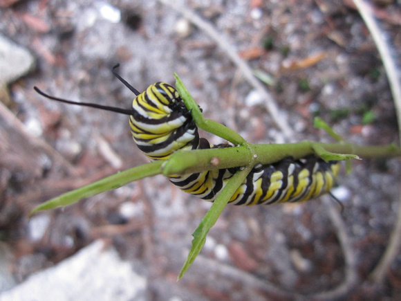 Monarch Caterpillar 5_10 (3)