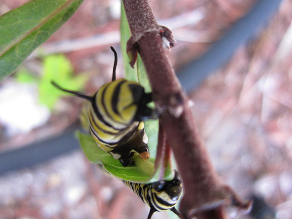 Monarch Caterpillar 5_10 (8)