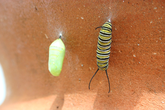 Monarch Caterpillar 5_10 (68)