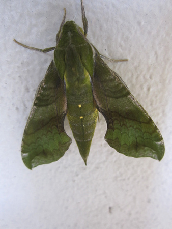 Moth 3_8_13 (7)