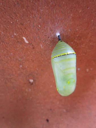 Monarch Caterpillar 5_10 (35)