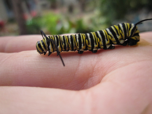 Monarch Caterpillar 5_10 (28)