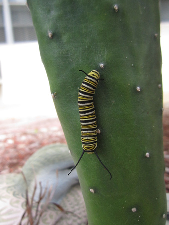 Monarch Caterpillar 5_10 (25)