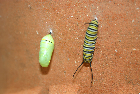 Monarch Caterpillar 5_10 (66)