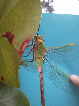 Dragonfly 2012-02-09 15.40.19