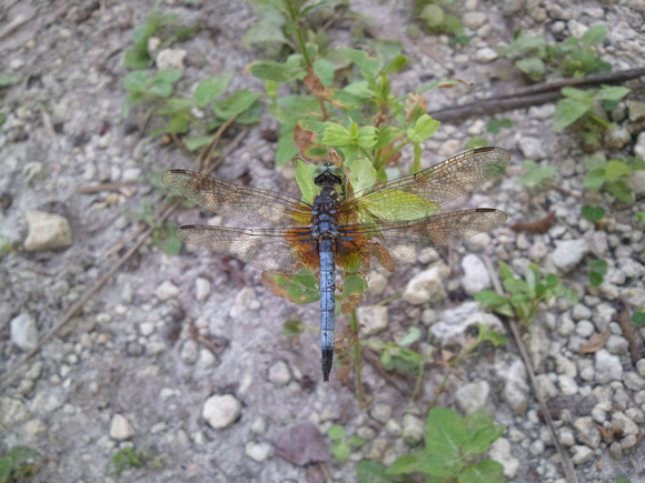 Blue Dasher Dragonfly 9_16_11 (5)