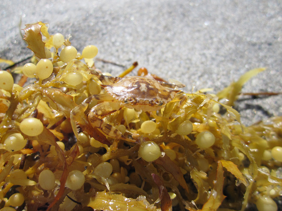 Sargassum Crab (7)