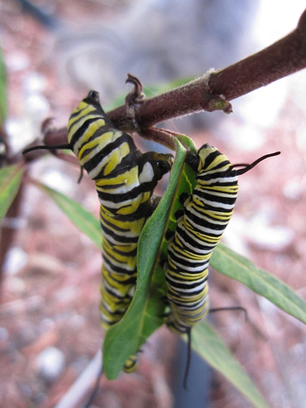 Monarch Caterpillar 5_10 (11)