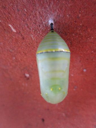 Monarch Caterpillar 5_10 (32)