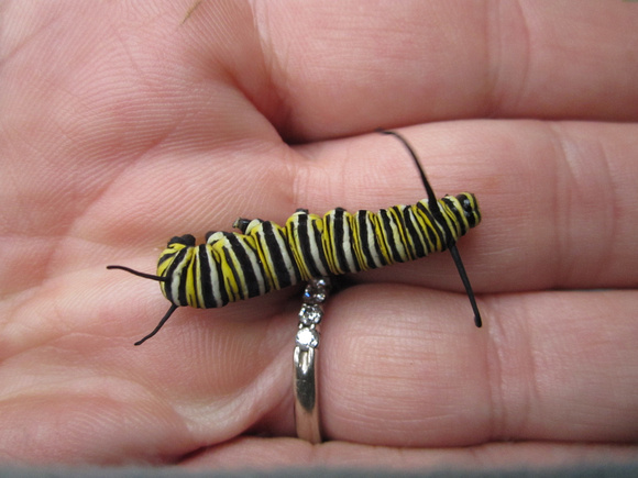 Monarch Caterpillar 5_10 (27)