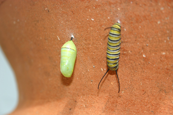 Monarch Caterpillar 5_10 (63)