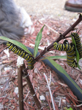 Monarch Caterpillar 5_10 (13)