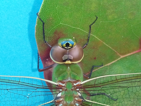 Dragonfly 2012-02-09 15.41.31