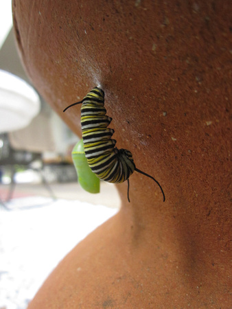 Monarch Caterpillar 5_10 (30)