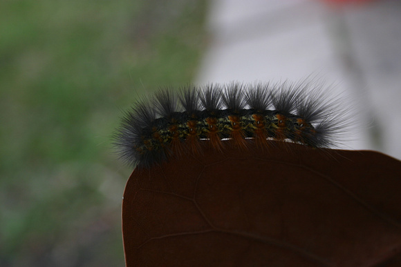 Caterpillar 4_10_10 (2)
